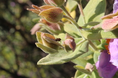 Pachyxyphus lineellus