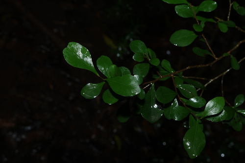 Planchonella observed 2026-10-25