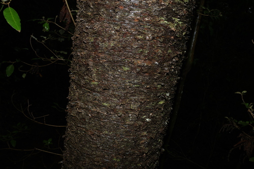 Araucaria cunninghamii observed 2026-10-25