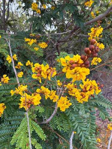 Peltophorum pterocarpum observed 2026-10-21