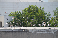 Columba livia domestica