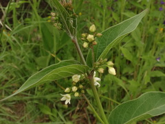 Vincetoxicum hirundinaria hirundinaria