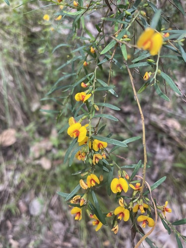 Bossiaea linophylla, 2026-10-25