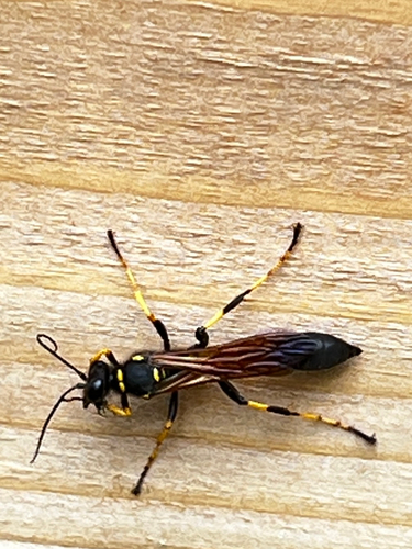 Avispa de barro de patas amarillas