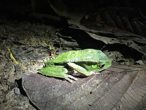 Phyllomedusa vaillantii