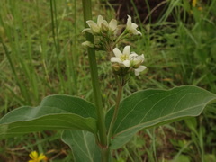 Vincetoxicum hirundinaria hirundinaria