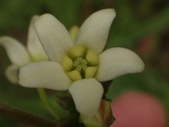 Vincetoxicum hirundinaria hirundinaria