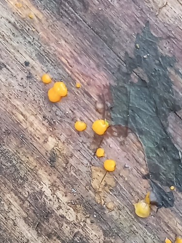 Dacrymyces stillatus, 2026-10-25