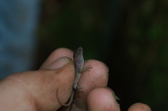 Anolis uniformis