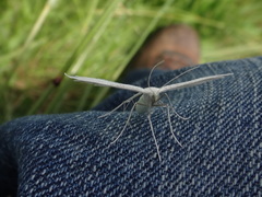 Pterophorus pentadactyla