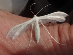 Pterophorus pentadactyla
