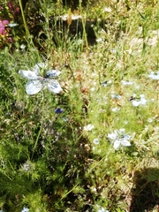Nigella damascena