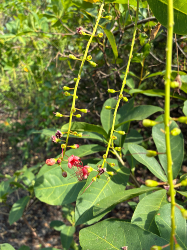 Barringtonia acutangula observed 2026-10-25