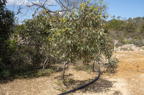 Eucalyptus occidentalis, 2026-10-16