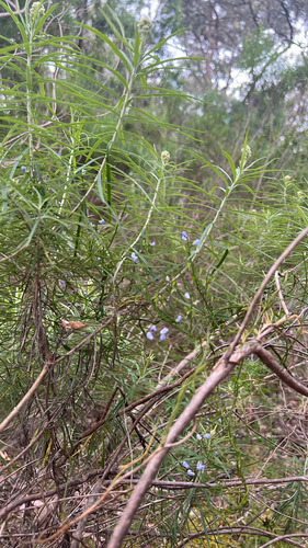 Cassinia longifolia, 2026-10-12