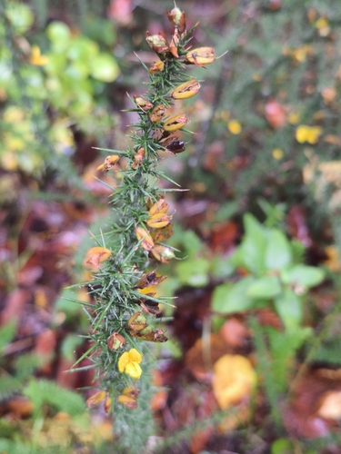 Ulex minor observed 2026-10-25