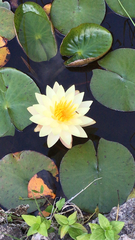 Nymphaea mexicana