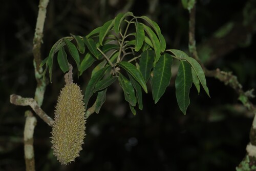 Flindersia observed 2026-10-25