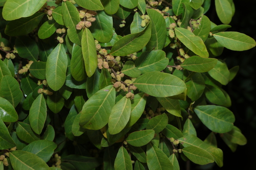 Malaisia scandens observed 2026-10-25