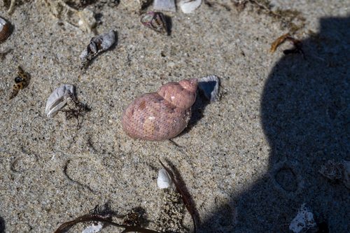 Phasianella ventricosa observed 2026-10-16