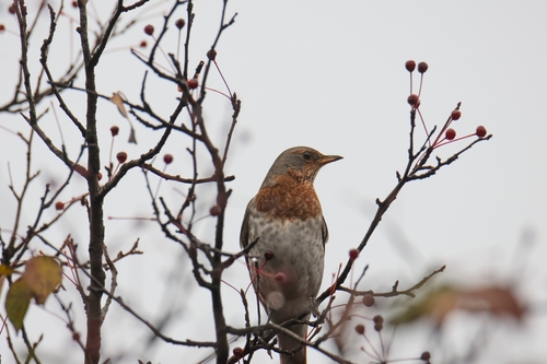 Turdus ruficollis observed 2026-10-25