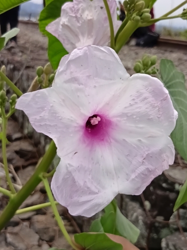 Ipomoea carnea observed 2026-10-25