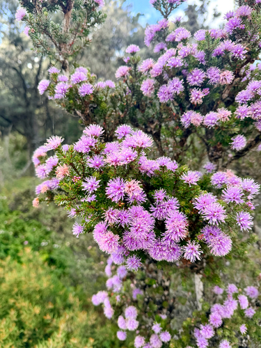 Melaleuca squamea observed 2026-10-24