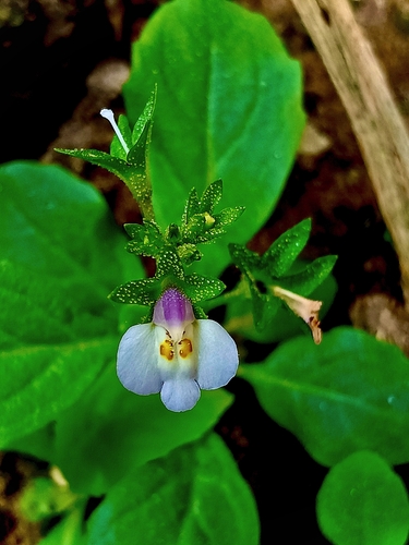 Mazus pumilus observed 2026-10-24