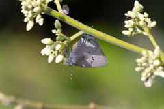 Parrhasius polibetes