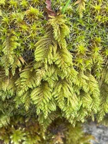 Abietinella abietina observed 2026-10-25