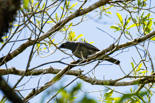 Coracina lineata observed 2026-10-25