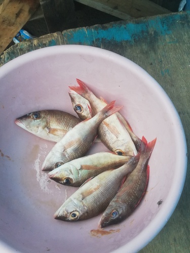 Lethrinus observed 2026-10-24