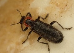 Placopterus thoracicus