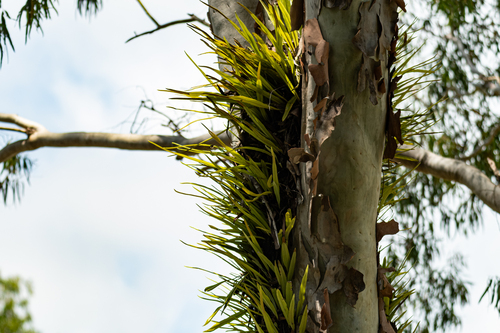 Pyrrosia longifolia observed 2026-10-25