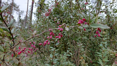 Berberis vulgaris observed 2026-10-25