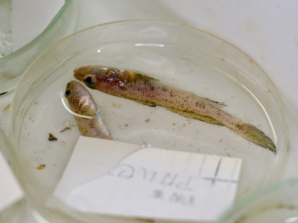 Pinkgray Goby