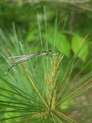 Chromagrion conditum