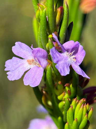 Hemigenia purpurea observed 2026-10-24