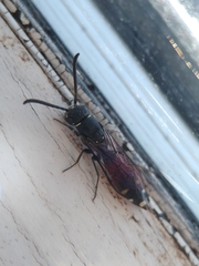 Sapyga quinquepunctata