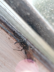 Sapyga quinquepunctata