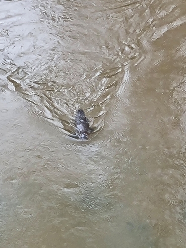 Ornithorhynchus anatinus, 2026-10-25