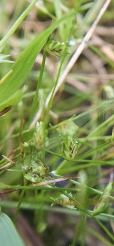 Isolepis levynsiana observed 2026-10-25