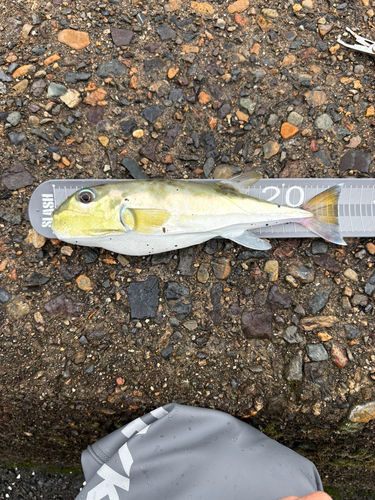 Lagocephalus lunaris observed 2026-10-25