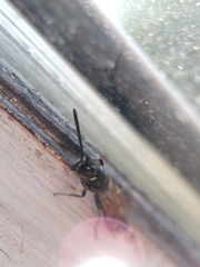 Sapyga quinquepunctata