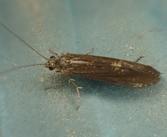 Annulipalpia