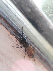 Sapyga quinquepunctata