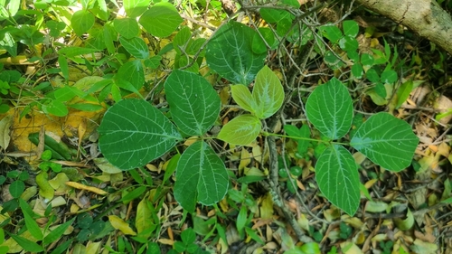 Hylodesmum repandum observed 2026-10-24