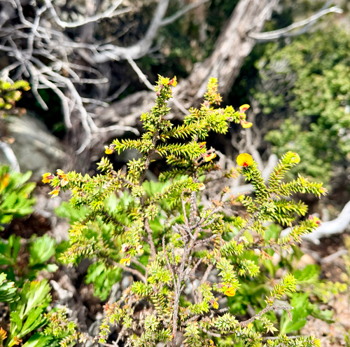 Pultenaea juniperina observed 2026-10-24