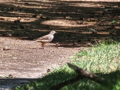 Turdus viscivorus
