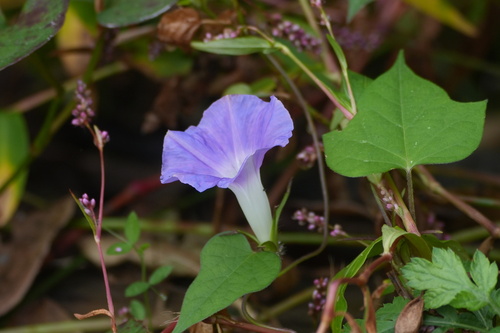 Ipomoea nil observed 2026-10-25